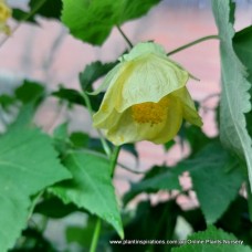 Chinese Lantern Yellow x 1 Plants Flowering Maple Leaf Cottage Garden Deciduous Shrubs Flowers Abutilon hybridum aurea